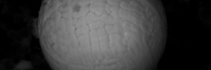 Spherical Particles and Bearing Wear